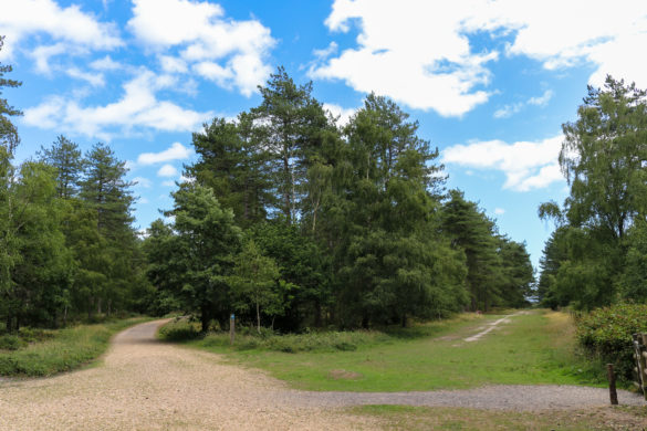 Start-point of the Sika Trail at Wareham Forest