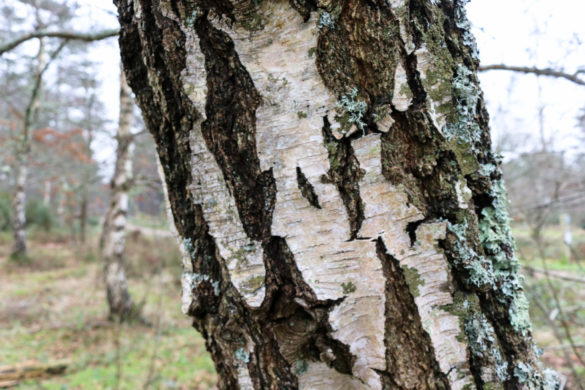 Tree bark, Wareham Forest