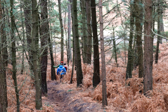 Off-the-beaten-track trail in Wareham Forest