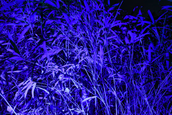 Leaves with blue light at The Blue Pool Illuminate