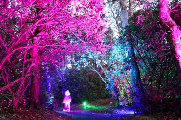 Child walking past a brightly-coloured tree at the Blue Pool illuminations