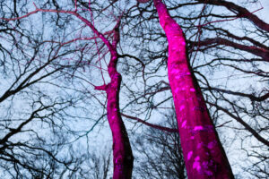 Magenta-coloured tree trunks as part of The Blue Pool's winter illuminations