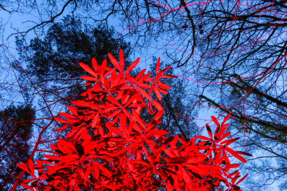 Red leaves against an evening sky at Illuminate, The Blue Pool