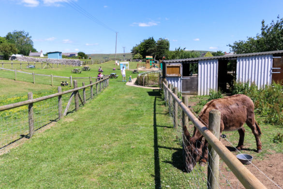 Donkey eating grass at Putlake Adventure Farm