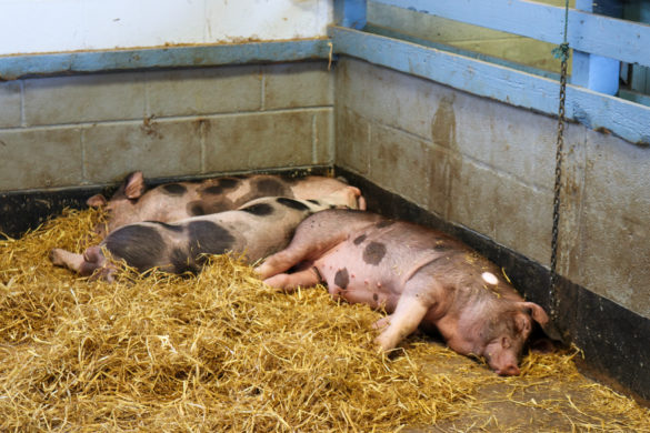 Pigs in their pen at Putlake Farm