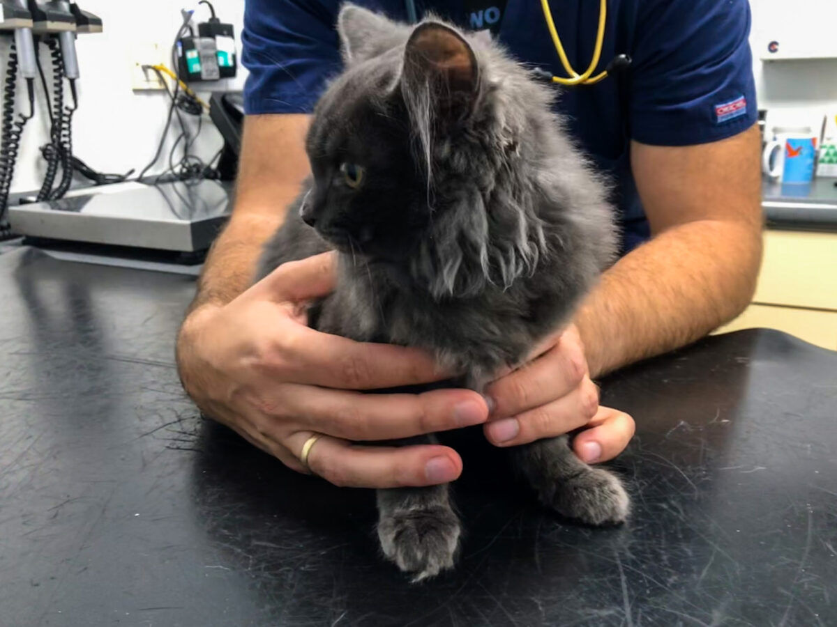 Cat visiting the vet