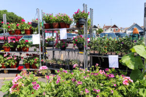 Hanging baskets for sale at the Swanage Friday Market